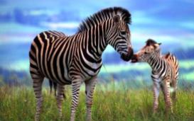 The-Creation-of-Zebra-Stripes